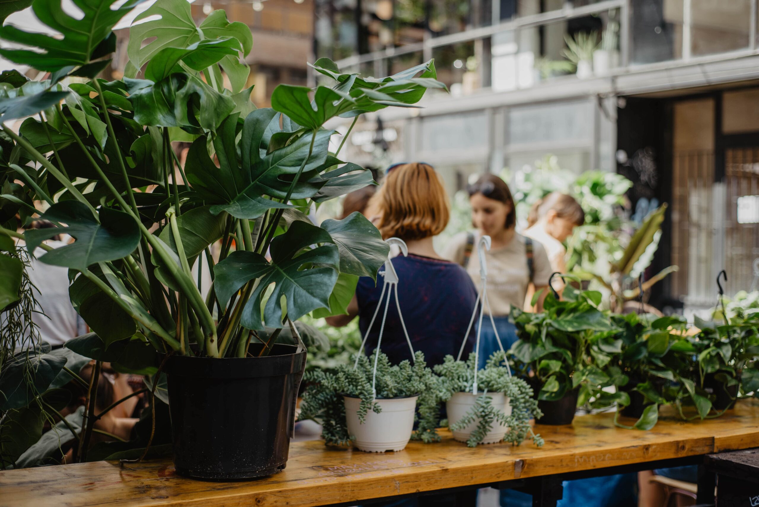 Plant'en Pots : Magasin de Plantes et produits naturels à base de plantes à Naintré (86)