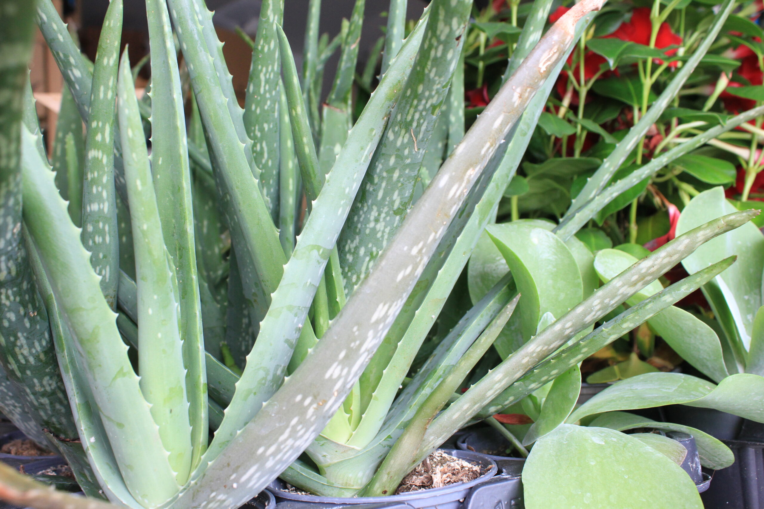 aloe-vera