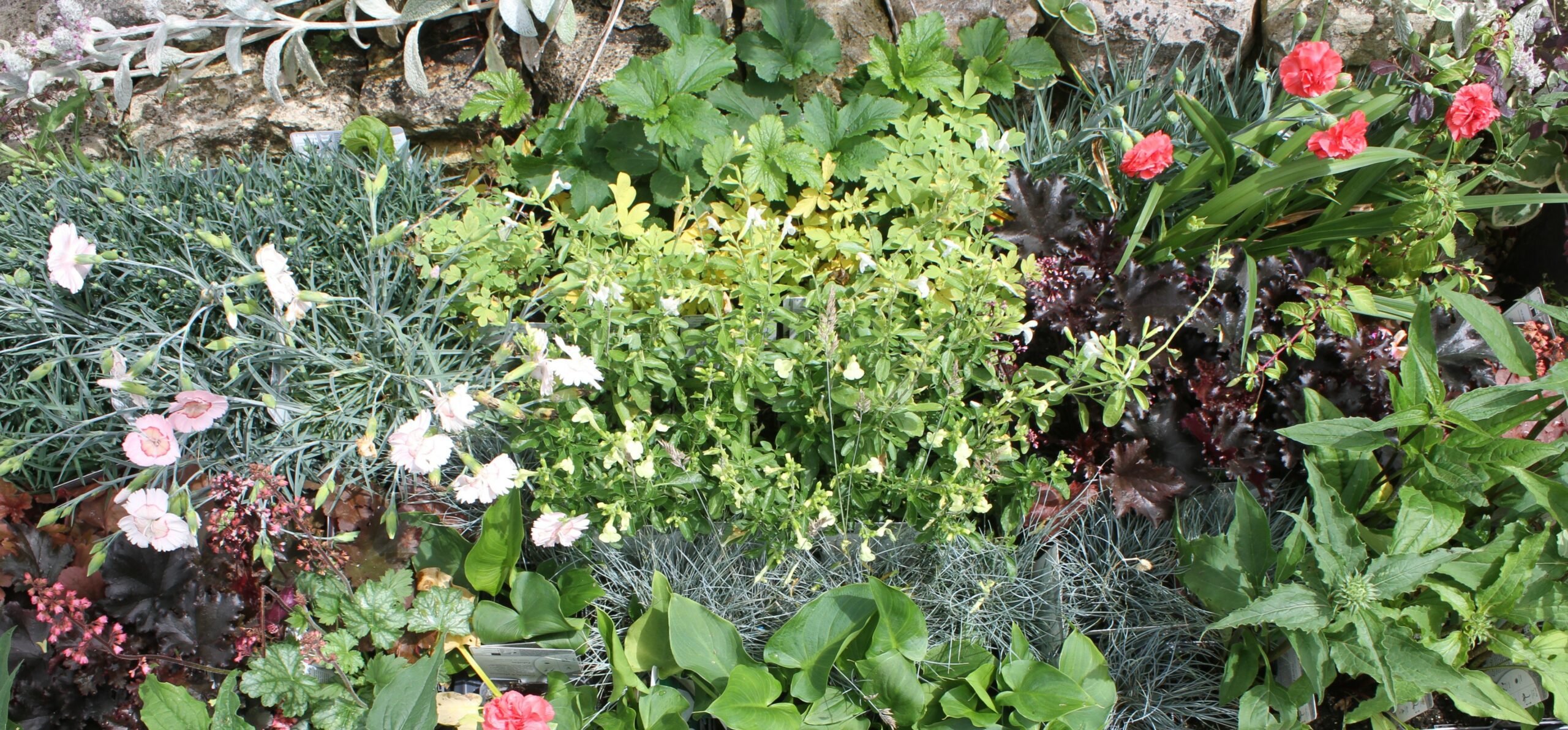 fleurs-massifs-printemps-melangees