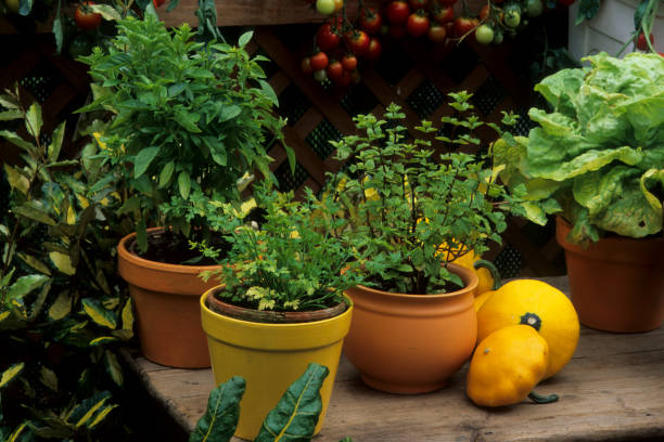 Basil, mint and in pot