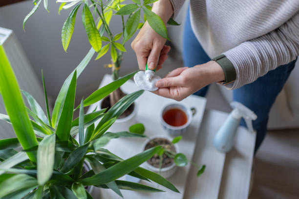 crème à base de plantes